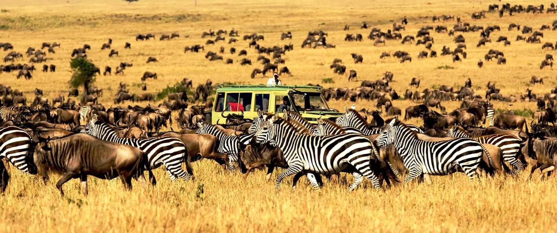 Safari wildlife